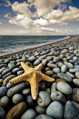 Одинокая звезда, природа, море, морская звезда