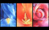 Схема вышивки «Триптих "Цветы"»