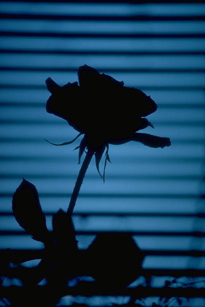 Ночная роза, роза