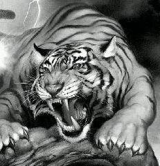 Тигр, тигр, чёрно-белое