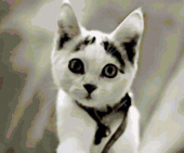 Кошечка, кошка