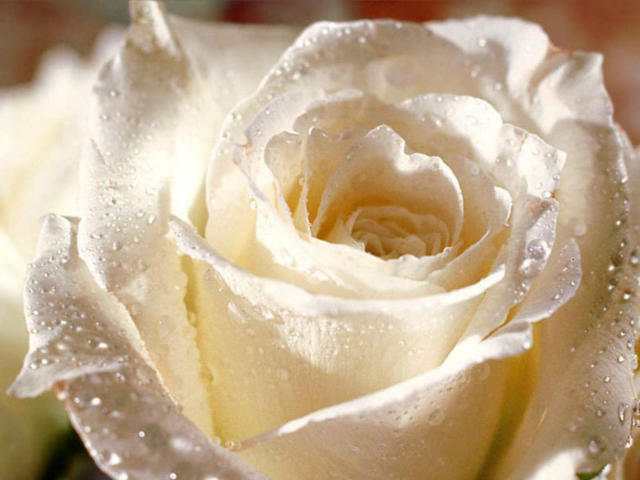 Белая роза, роза