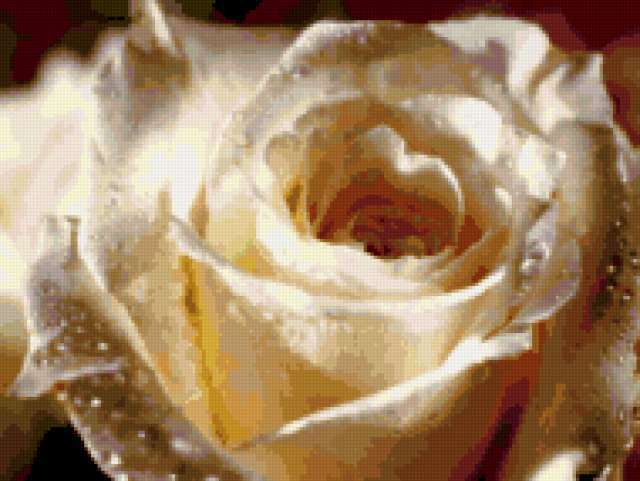 Белая роза, роза