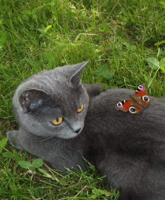 Кошка с бабочкой, 