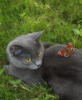 Схема вышивки «Кошка с бабочкой»