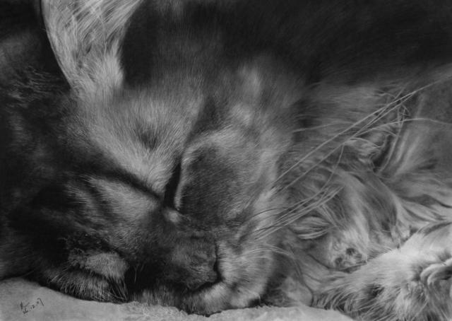 Спящий котёнок, котёнок, животные
