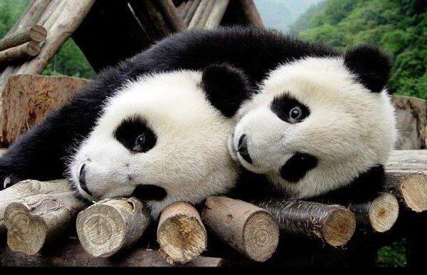 Панды "Амор", животные