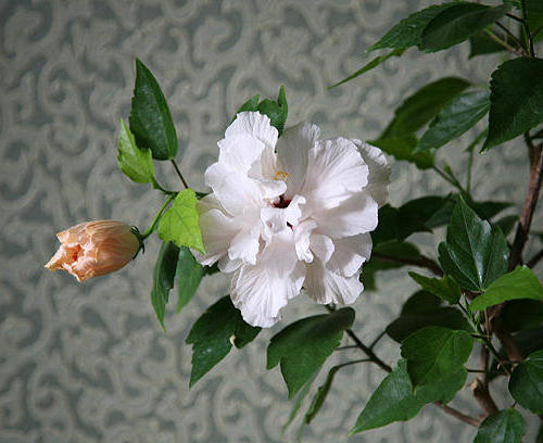 Гибискус белый, цветы