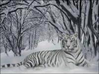 Тигр ра снегу, 