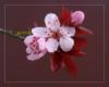Схема вышивки «Цветок сакуры»
