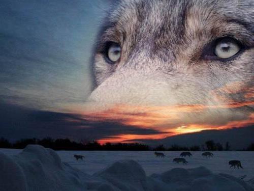 Взгляд волка, животные