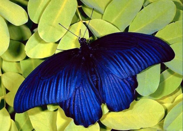 Синяя бабочка, 