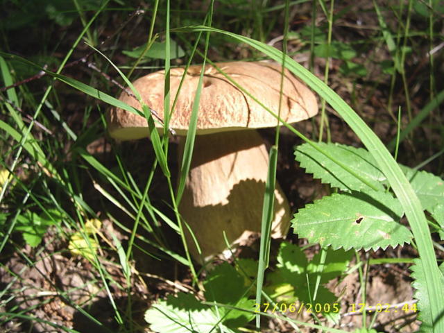 Белый гриб, природа