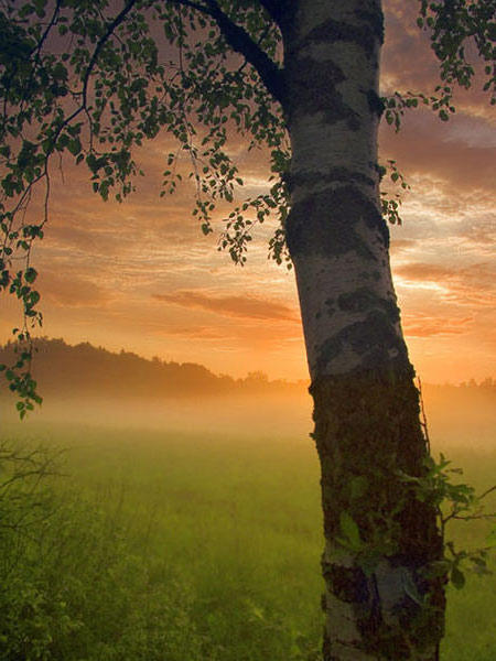 Дерево на фоне заката, природа, дерево, закат