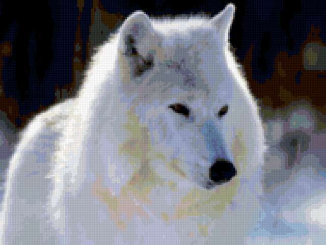 Белая волчица, животные, волк, природа