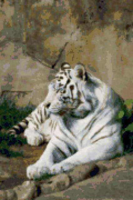 Белый тигр, тигр, кошка, животные