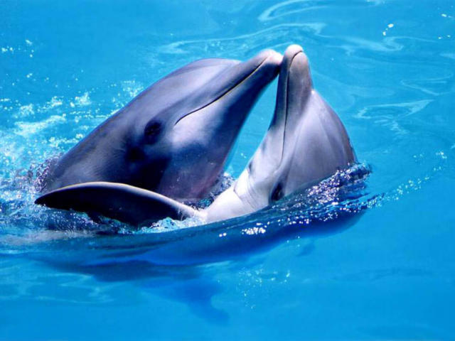 Дельфины, 