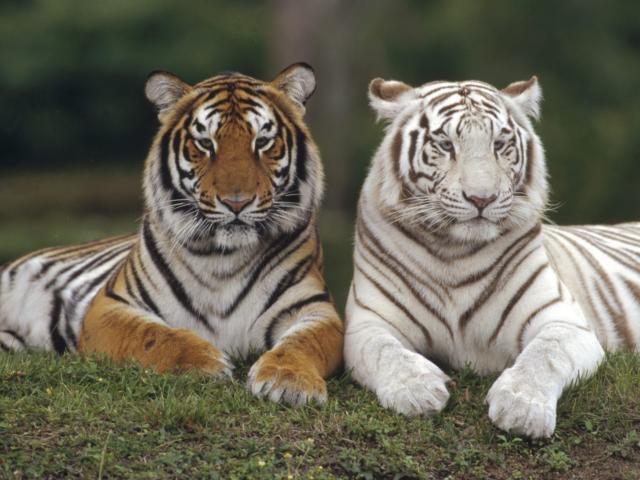 Тигры, 