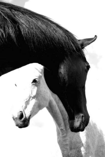 Противоположность, чёрное и белое, лошади, животное