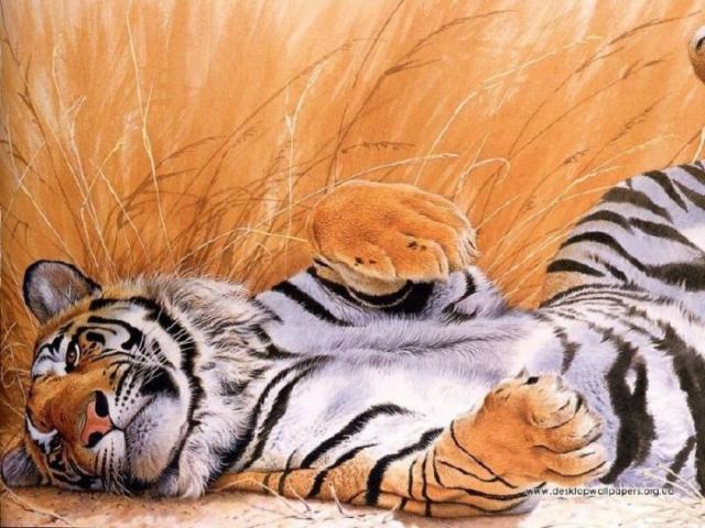 Тигр, животные