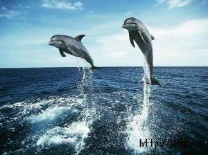 Дельфины, дельфины