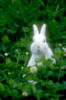 Схема вышивки «Белый кролик»