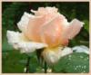 Схема вышивки «Розовая роза в каплях»