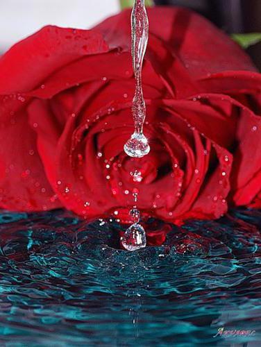 Роза и капли воды, красная роза, роза, капли, вода