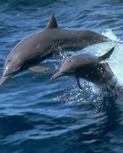 Дельфины, 