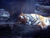Схема вышивки «Спящий тигр»