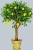 Схема вышивки «Лимоное дерево»