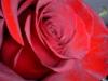 Схема вышивки «Роза красная»