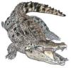 Крокодил-3: оригинал