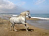 Схема вышивки «Лошадь на берегу»