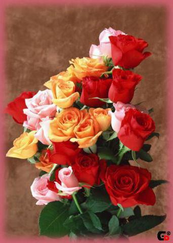 Букет, цветы, розы, букет