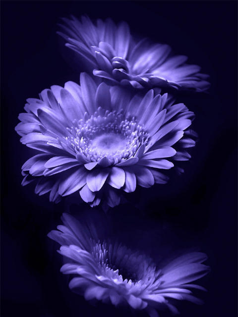 Синяя календула, цветы, растения, флора