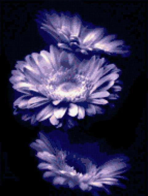 Синяя календула, цветы, растения, флора