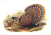 Схема вышивки «Роскошные фазаны Гулд Джон»