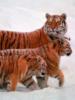 семья тигров: оригинал