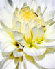 Схема вышивки «Белый цветок»