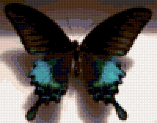 , насекомые