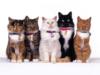Схема вышивки «5 кошек»