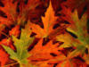 Схема вышивки «Осенние листья»