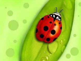 Божья коровка)), божья коровка