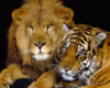 Схема вышивки «Лев и тигр»