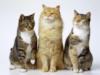 Схема вышивки «3 кошки»
