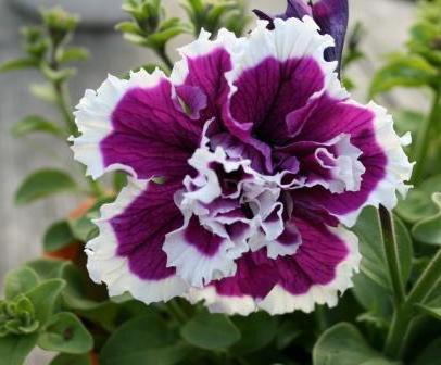 Махровое чудо, цветы, петуния