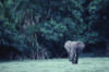 Схема вышивки «Слон на прогулке»