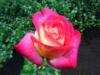 Схема вышивки «Розоая роза»