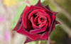 Схема вышивки «Бархатная роза»